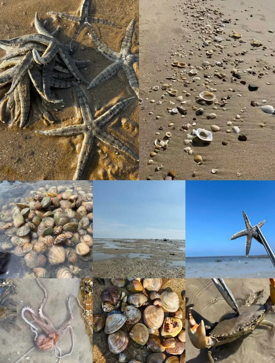 【日照海湾】海滨国家森林公园+赶海园+冰雪世界3日游